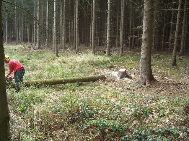 Maibaum 2008 058.jpg